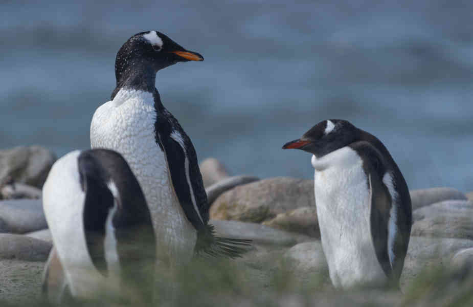 Pingüino Gentoo - islas Falkland o Malvinas 27.jpg